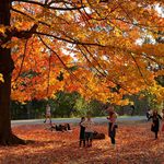 Fall foliage in Prospect Park, taken the week of November 8th, 2021